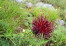 Centaurea Emanuelis-Loewi ©  Pandion Wild Tours